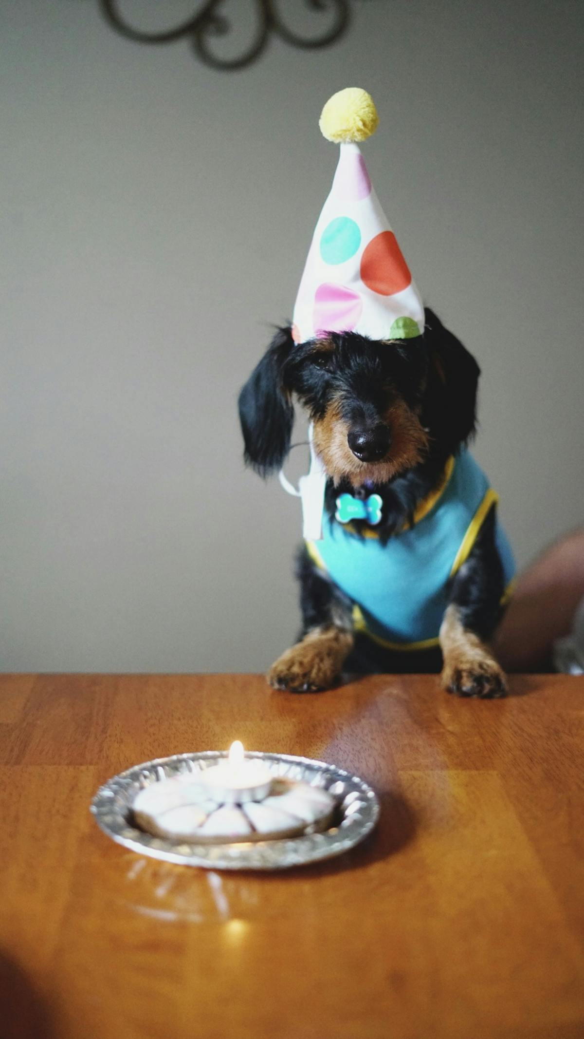 Golden retriever wearing a colorful cone birthday party hat with elastic chin strap, looking at camera