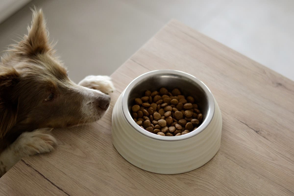 Border collie eating kibble from a food bowl