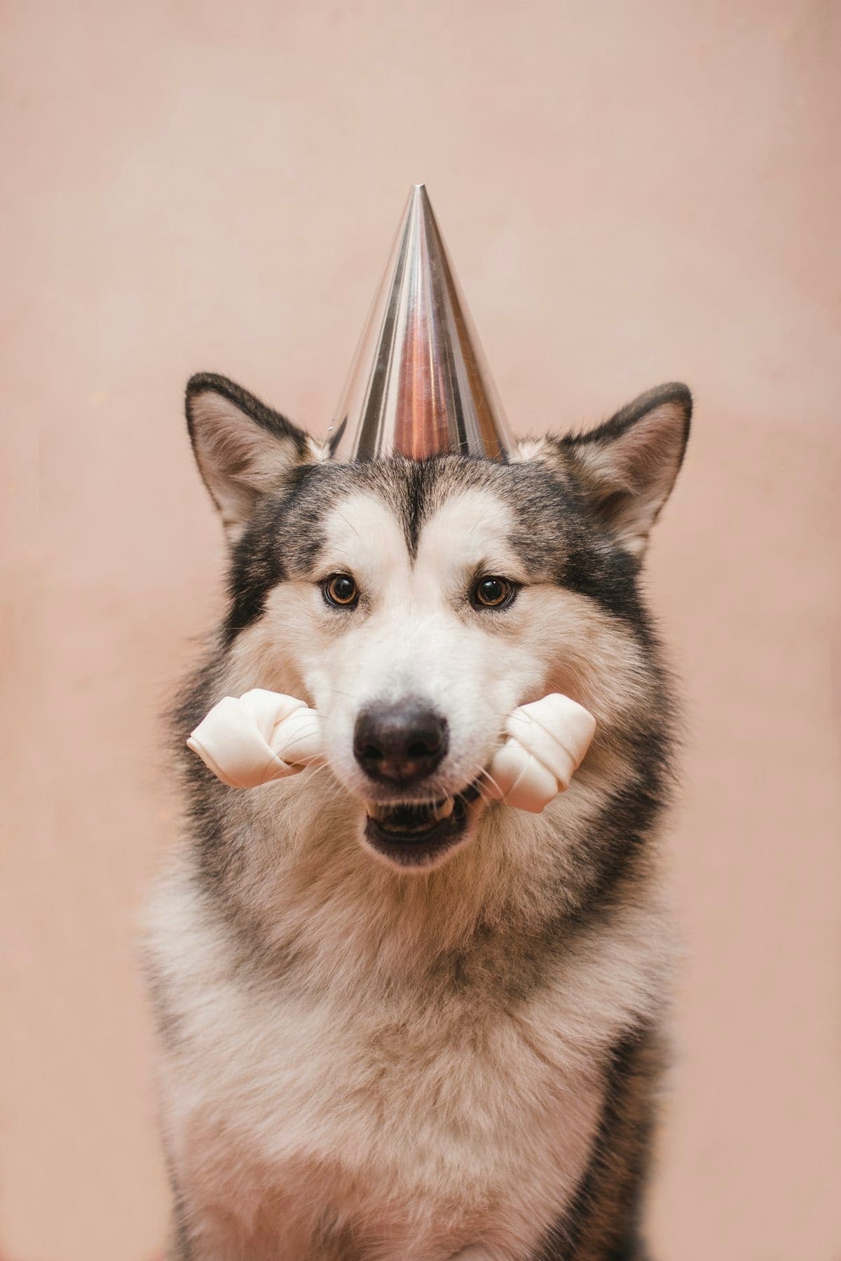 Dog wearing a party hat with head tilted