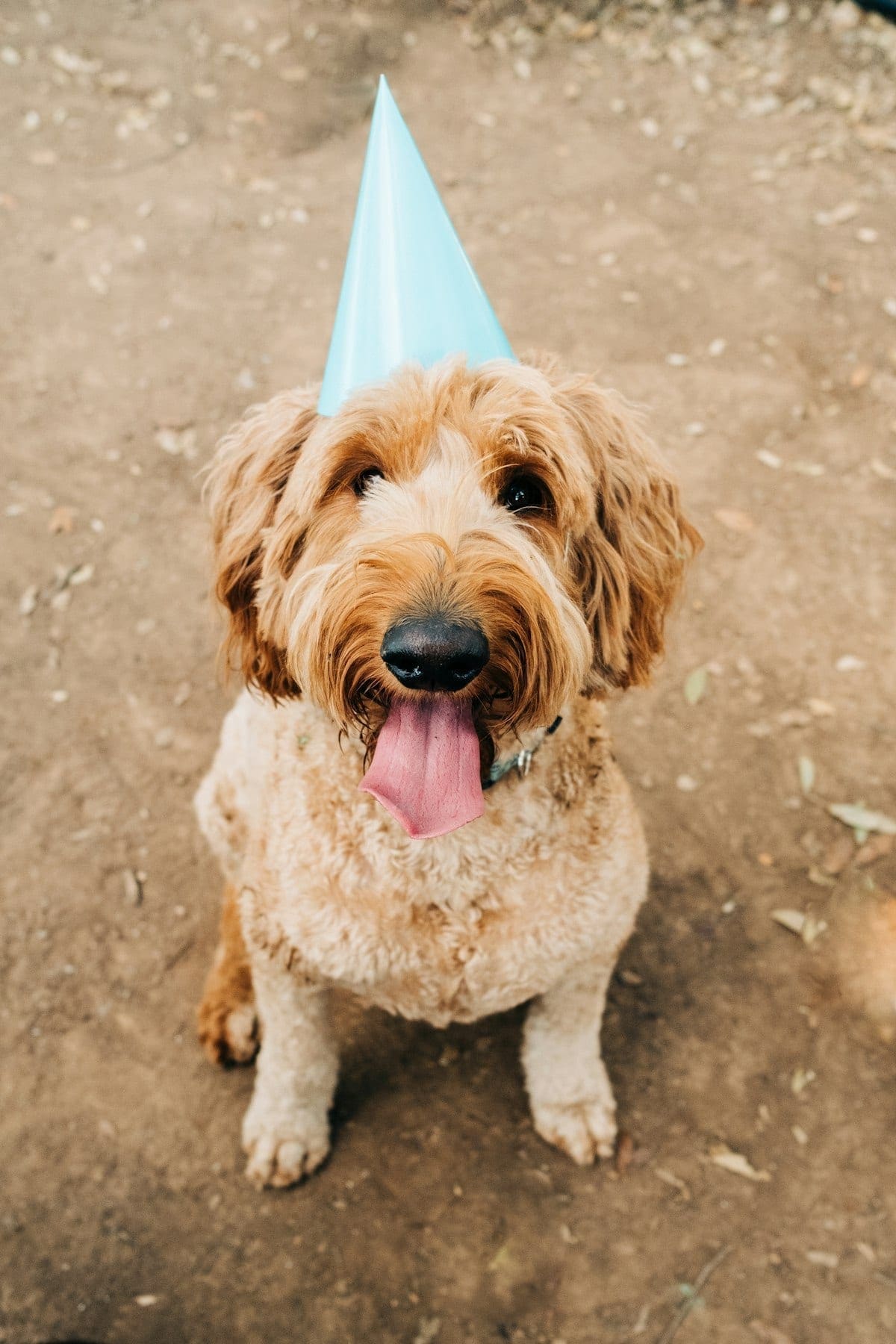 Small dog wearing a party hat with mouth open in excitement at a birthday celebration