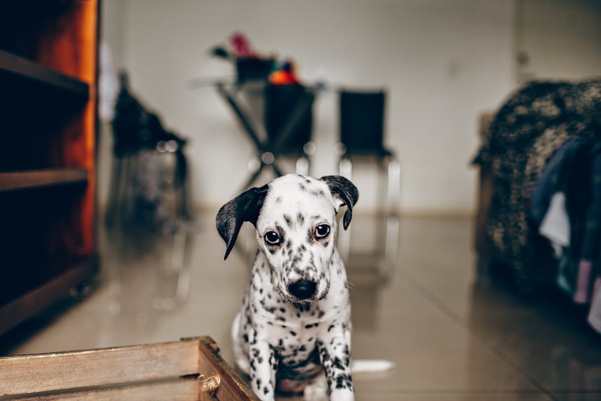 Close-up portrait of a dog looking directly at camera with alert expression