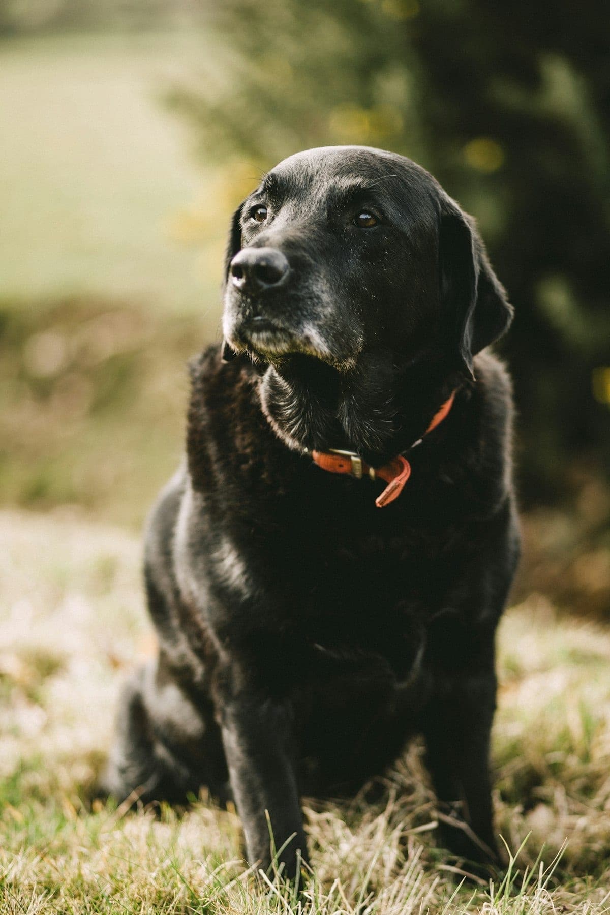 Black dog portrait with artistic bokeh background