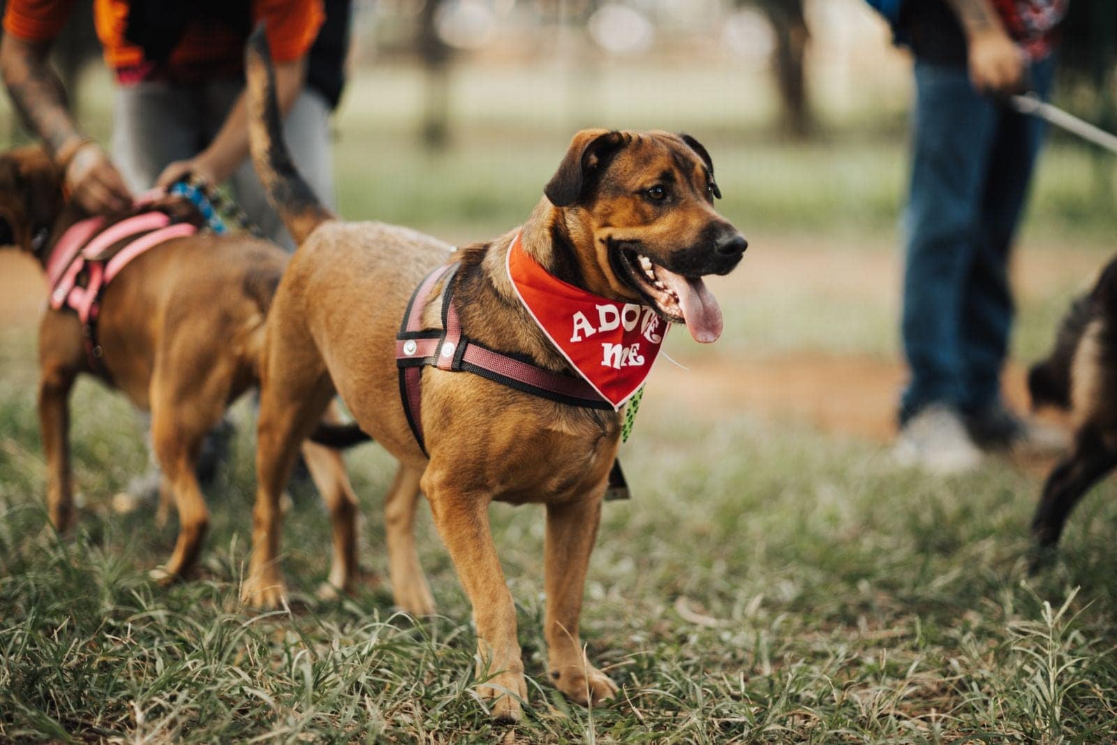 A brown mixed-breed dog at a park wearing a red bandana printed with the words Adopt Me