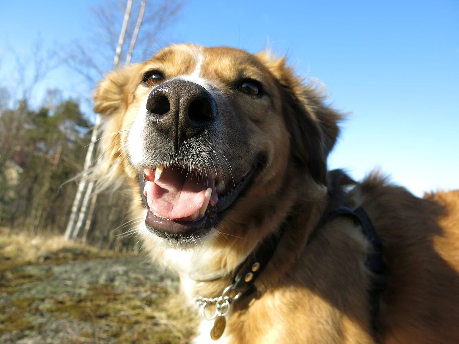 A tan and black rescue dog outdoors in sunlight, mouth open and looking up at the camera