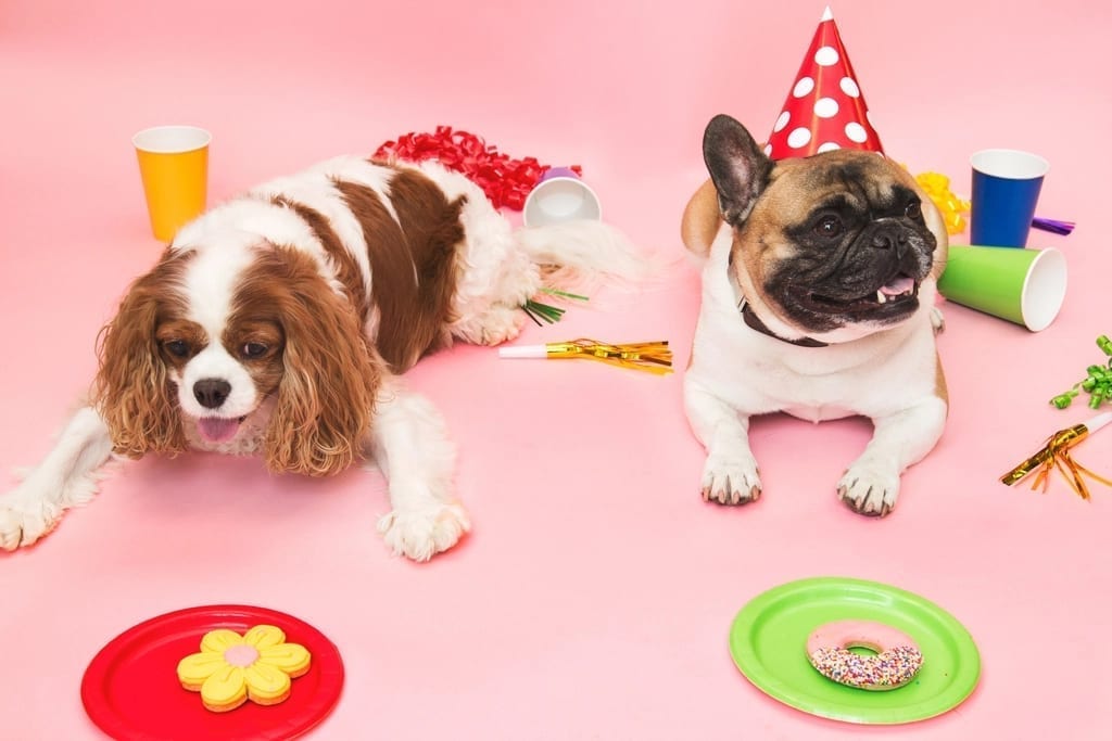 A Cavalier King Charles Spaniel and a French Bulldog in party hats on a pink backdrop with paper cups and plates of dog treats