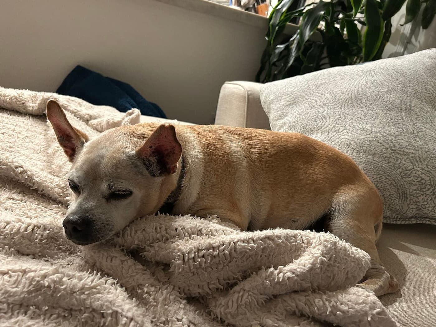 A small tan dog asleep on a cream blanket on a sofa