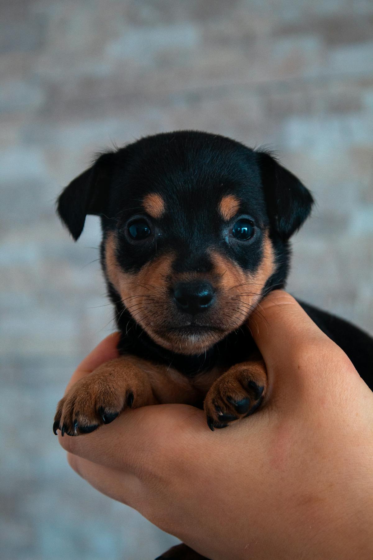 Small black and brown puppy cradled gently in human hands