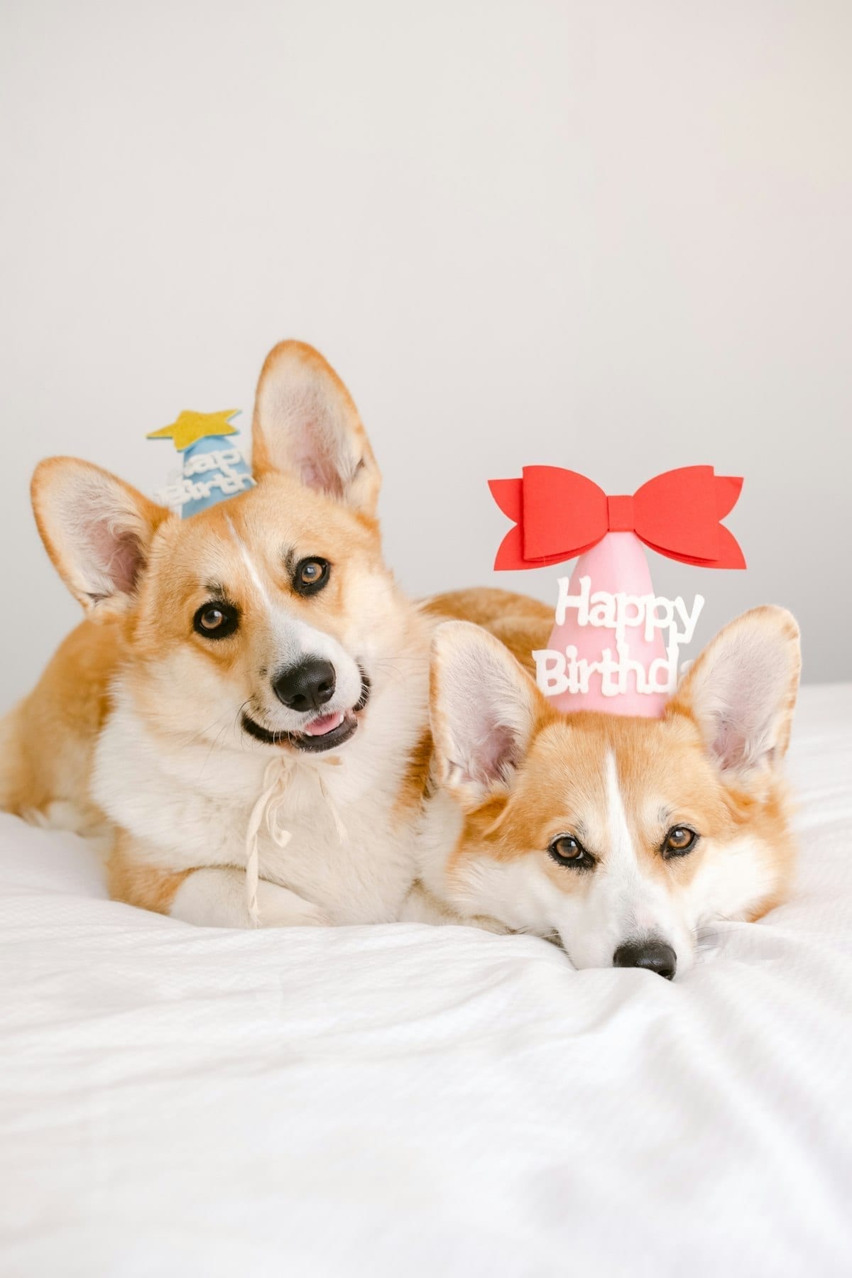 Two dogs wearing matching red bow ties against a pastel background