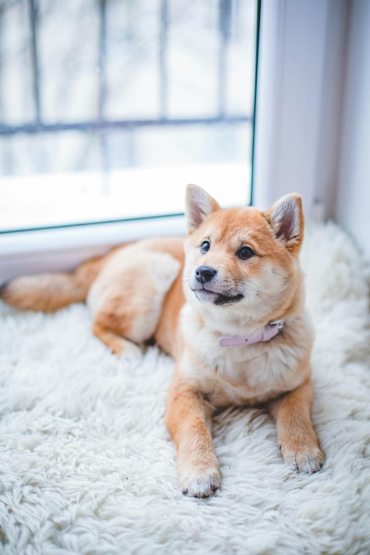 A dog with a party hat tilted sideways, focused intensely on a small birthday cake in front of them