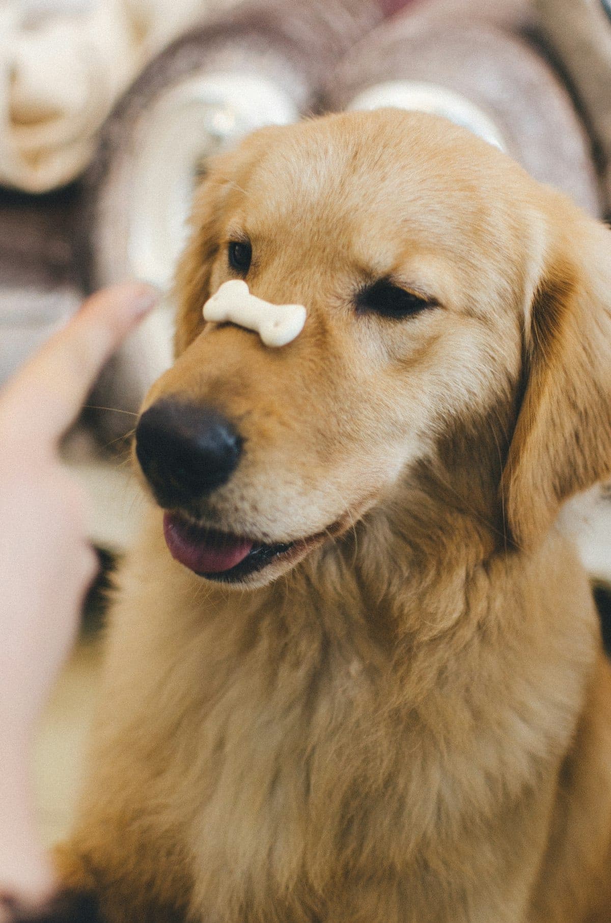 Golden retriever balancing a dog bone treat on its nose