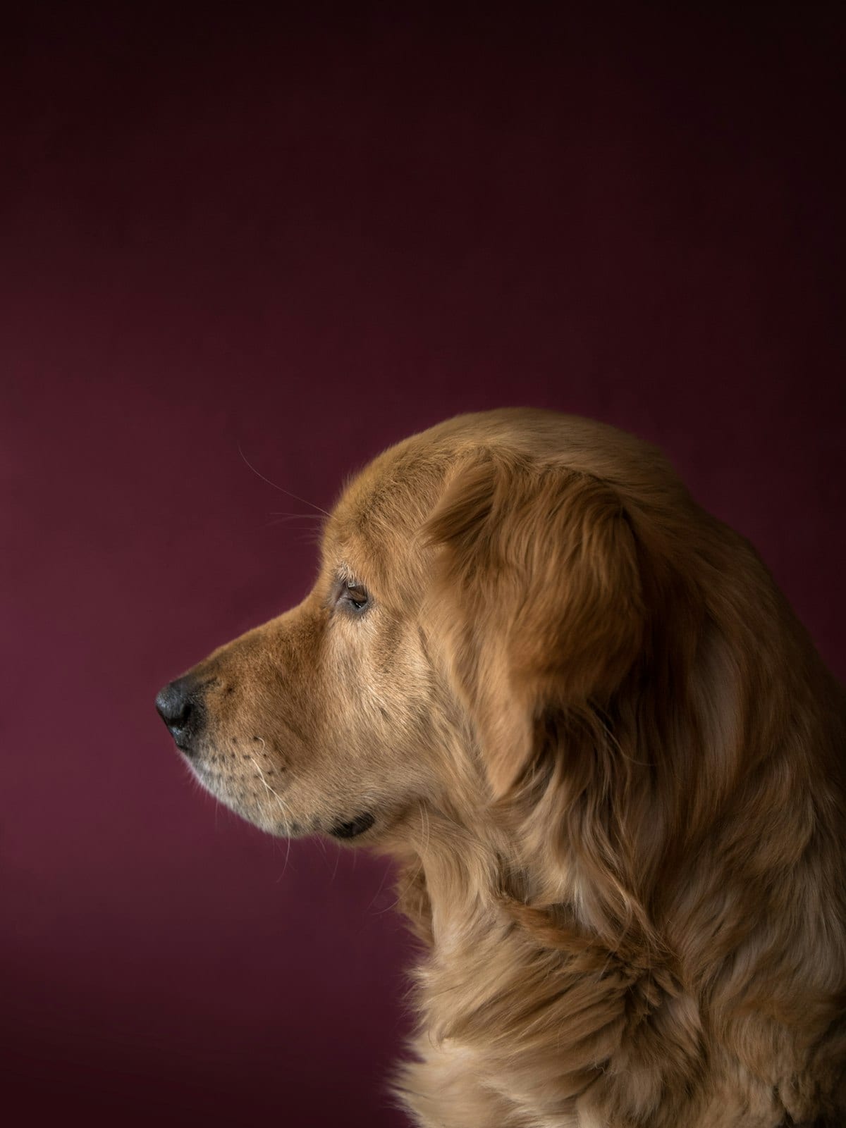 A dog sitting alone looking at the camera with a birthday setup behind them