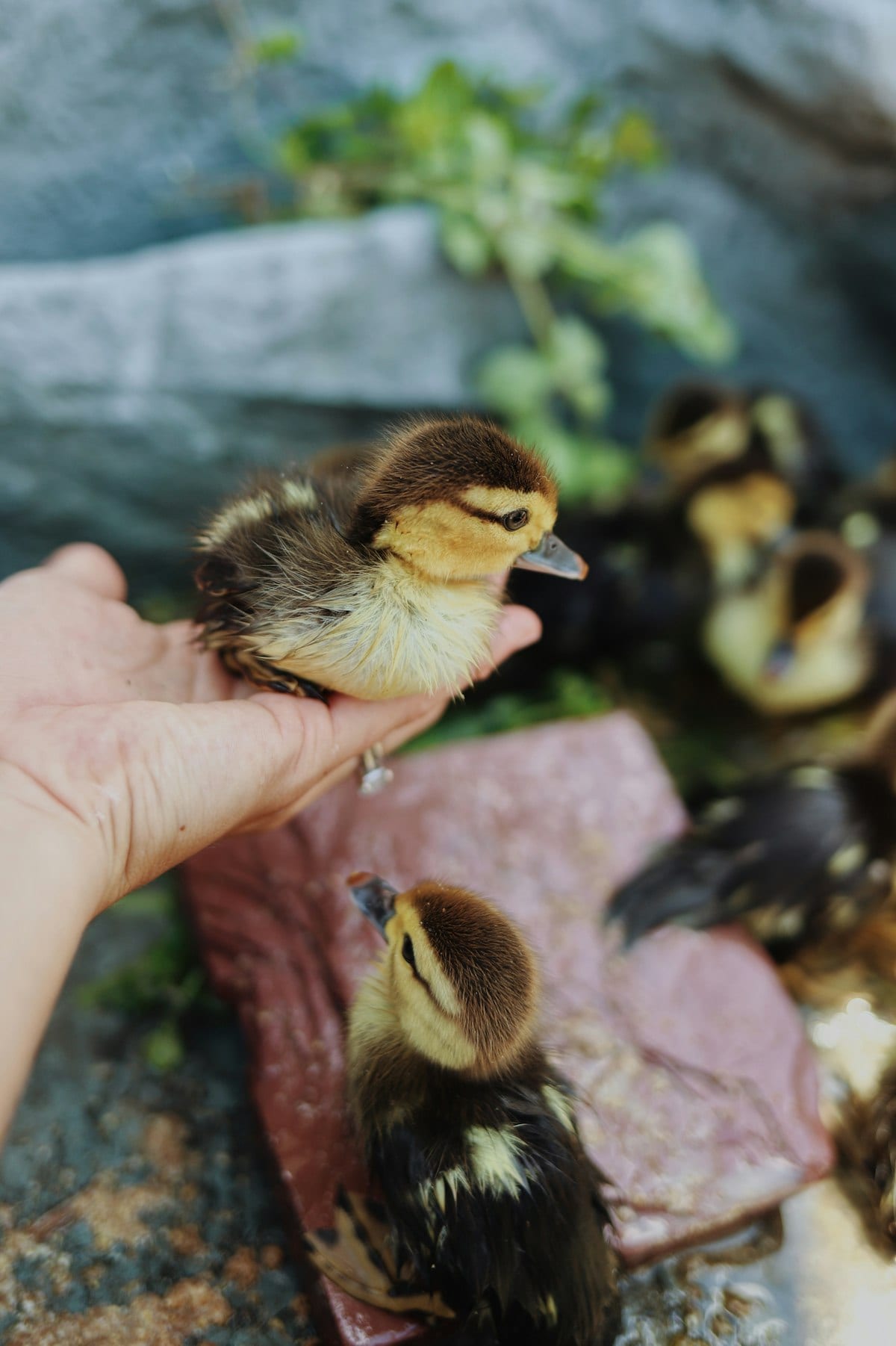 A duck standing near fresh vegetables and water in a backyard garden