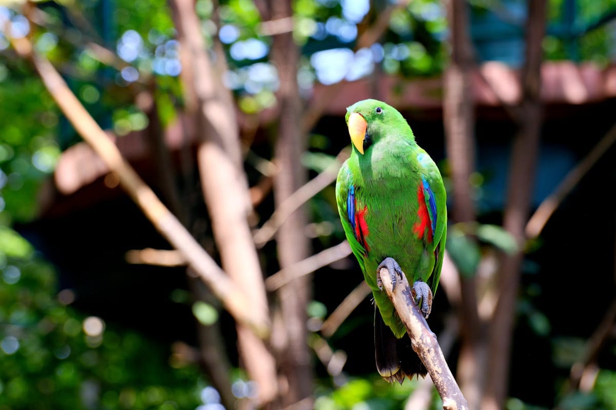 Male eclectus parrot vivid green plumage perched on branch in natural outdoor setting