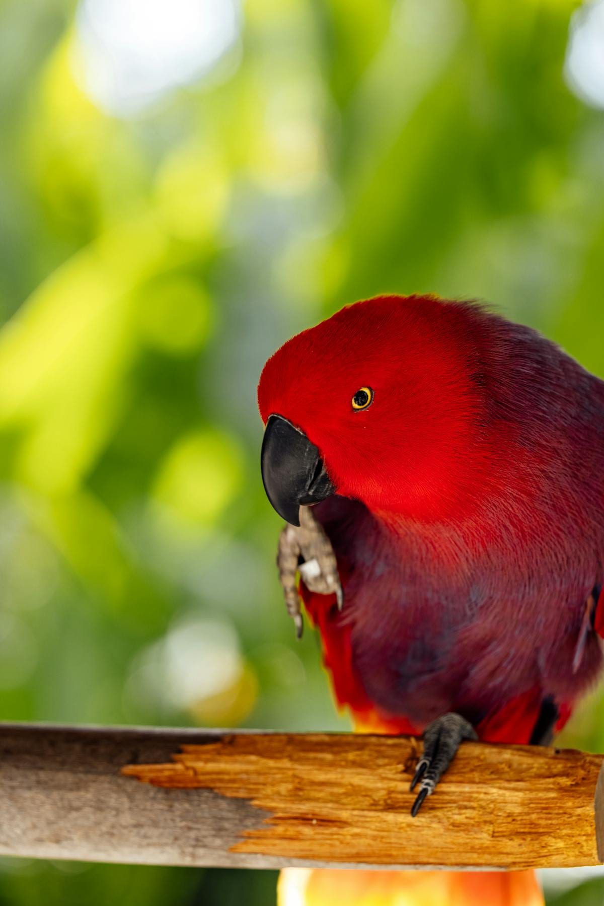 Female eclectus parrot showing vivid red and blue plumage perched on branch