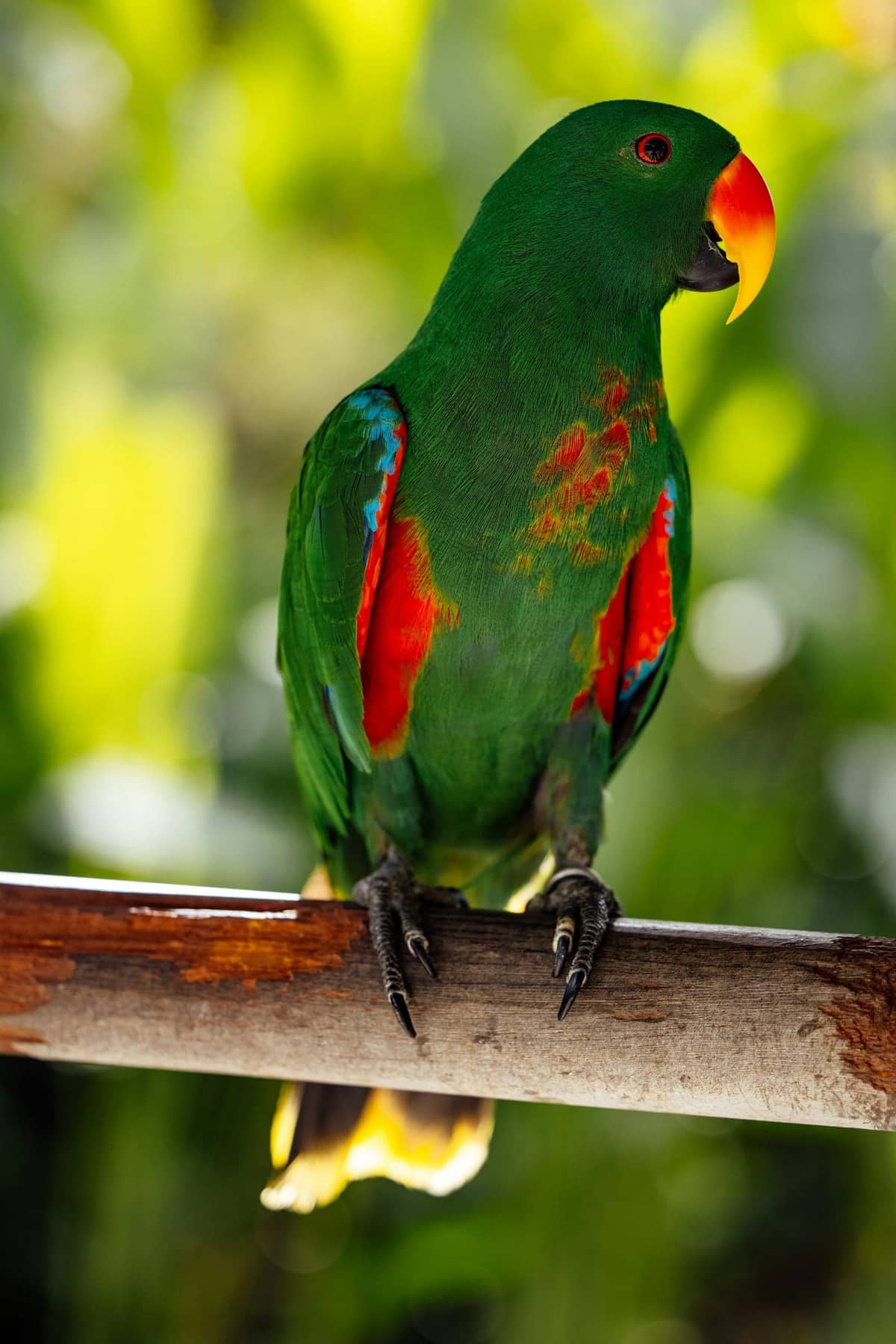 A bright green male eclectus parrot with a candy-corn beak