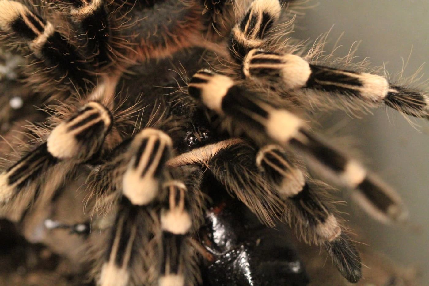Close-up of a tarantula with banded legs standing on dark substrate