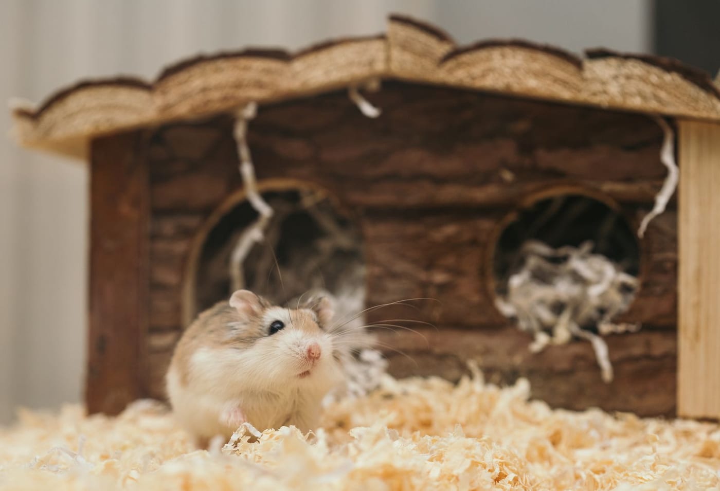 Dwarf hamster standing in wood shavings in front of a small wooden house