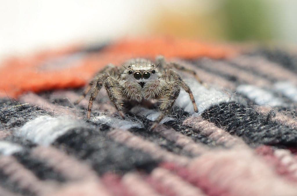 Jumping spider standing on a striped fabric surface