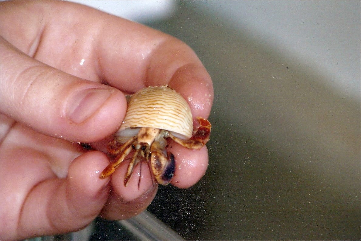 Small land hermit crab held between a person's fingers