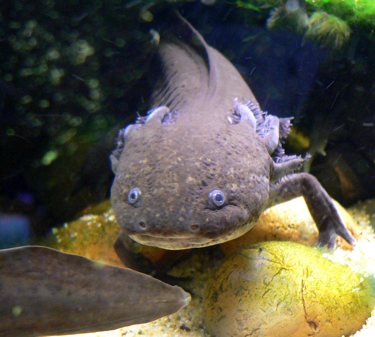 Pale axolotl resting on gravel in an aquarium
