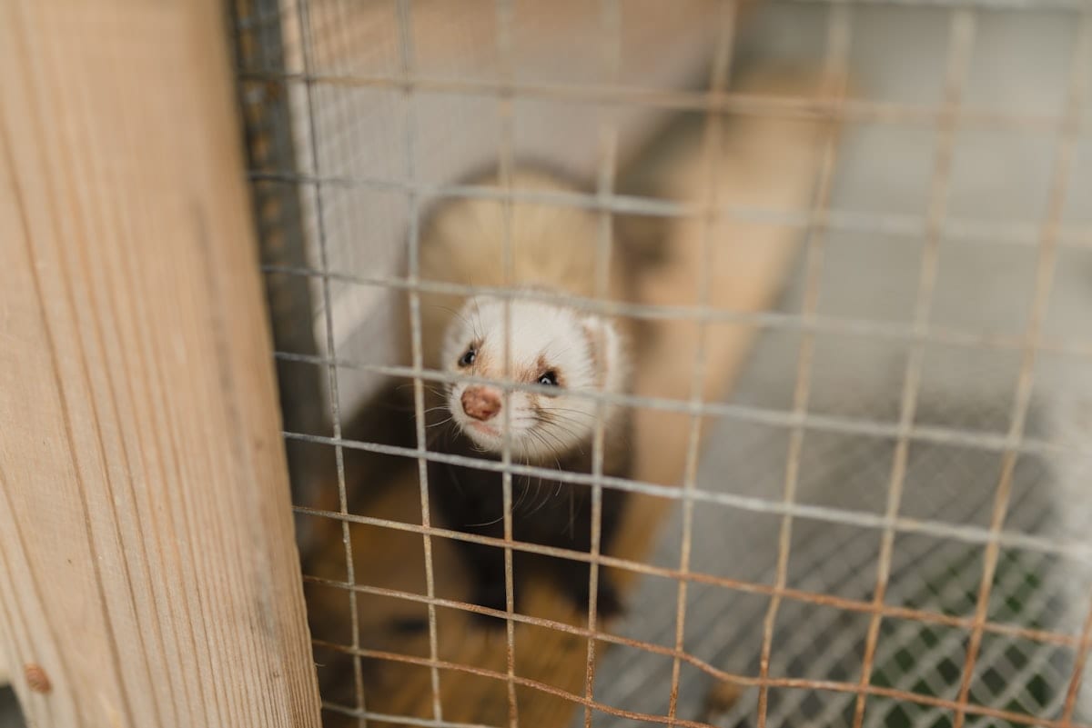 White and brown ferret on textured bark surface, alert and in motion