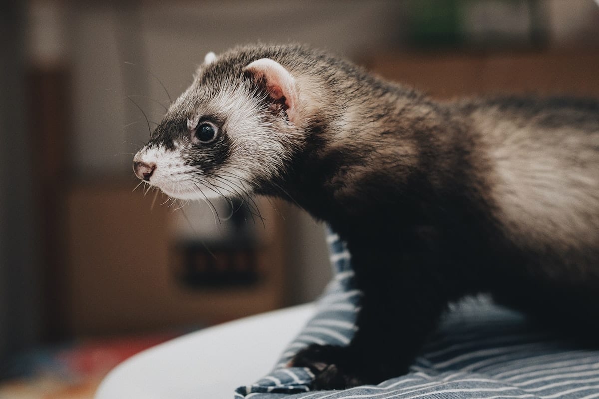 White ferret standing alert on a rock, looking directly at the camera