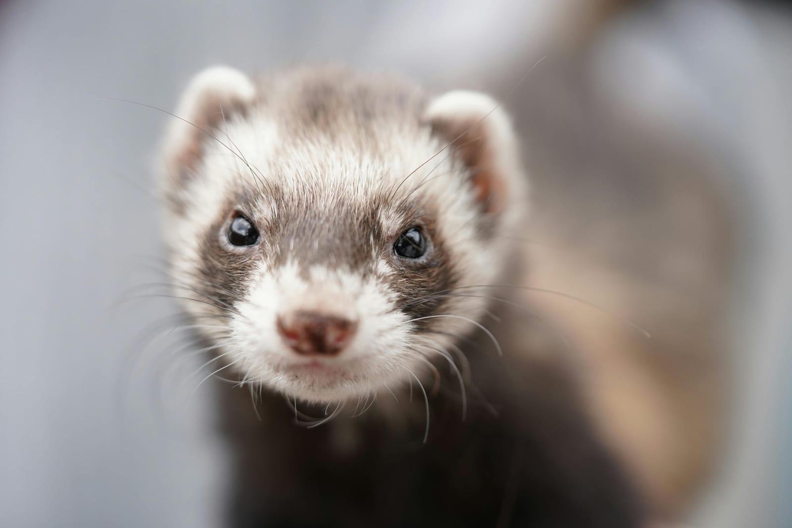 A ferret with a masked face and sleek body, mid-stretch