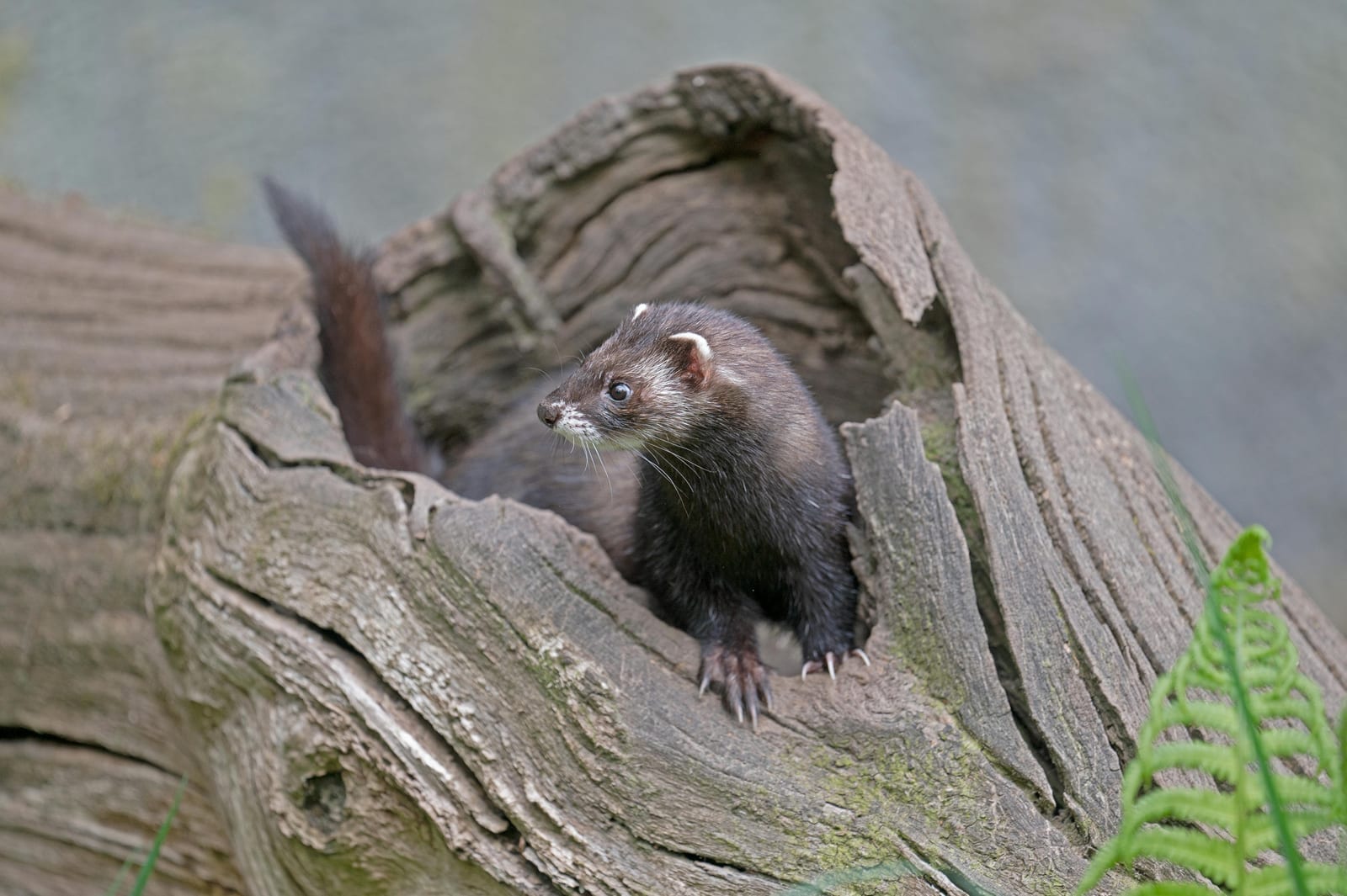A ferret with a masked face mid-pounce