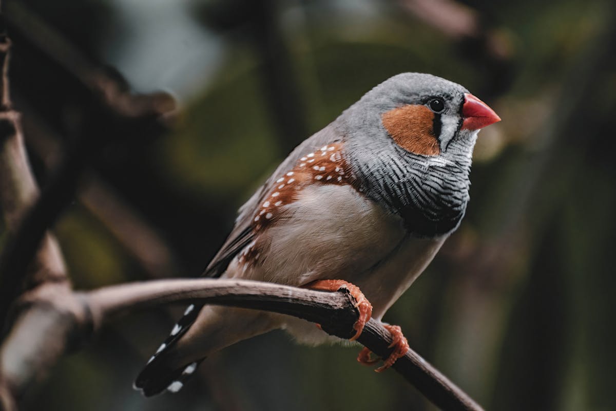Colorful zebra finch perched on a branch, orange cheek patches and striped chest visible
