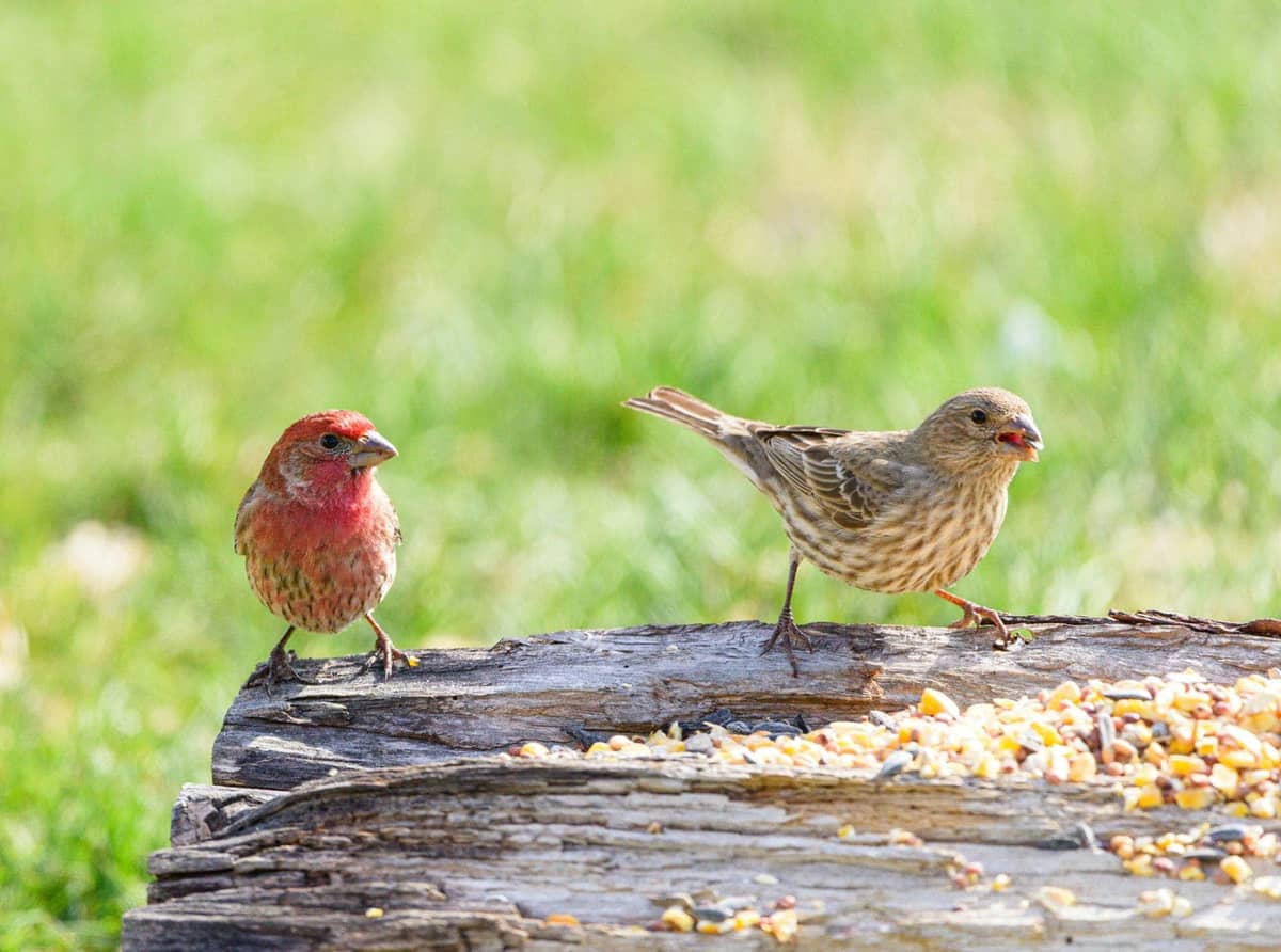 Small finches perched together, showing bright markings