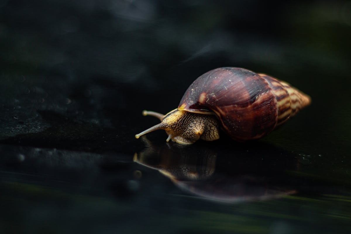 Close-up of a giant African land snail in Nigeria showing large shell and extended body on a surface