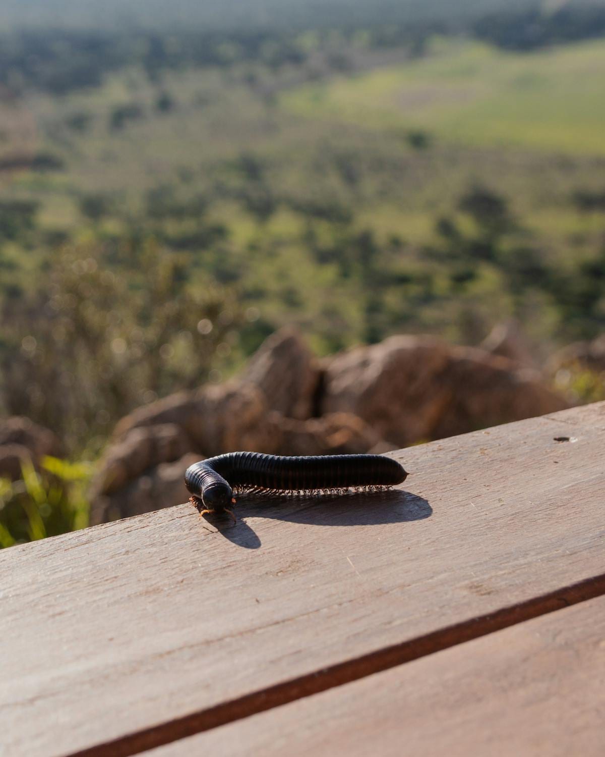 Giant African millipede on wooden table in Namibia showing full body length and segmented structure