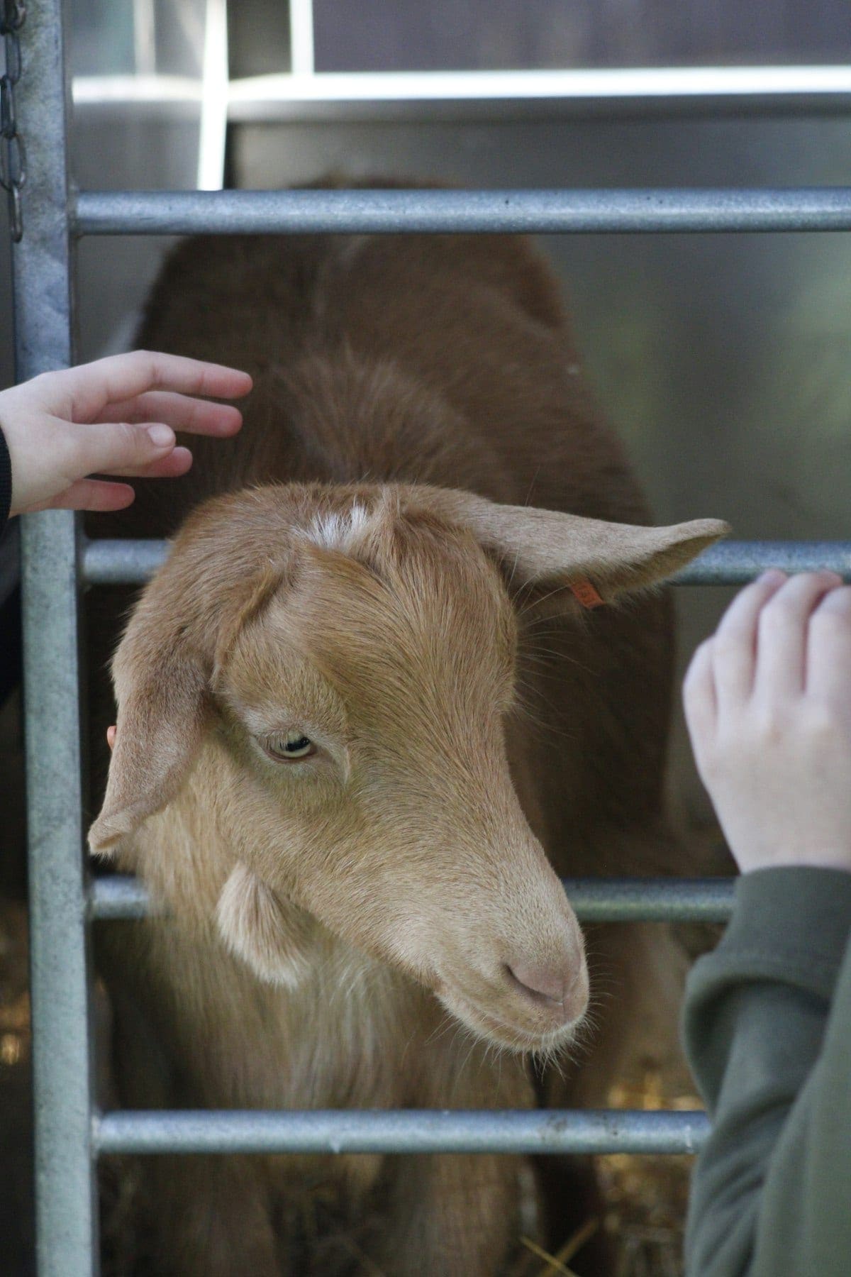 A goat in an outdoor farm or garden setting looking directly at the camera