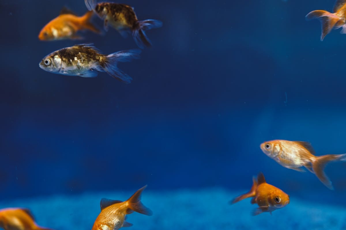 Vibrant goldfish swimming gracefully in a blue aquarium showing orange and gold coloring