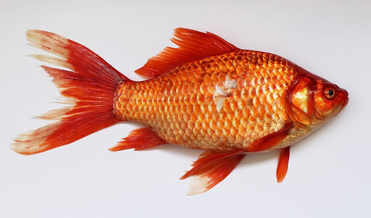A full-body side view of a large orange goldfish against a white background, showing its deep scaled body and forked tail