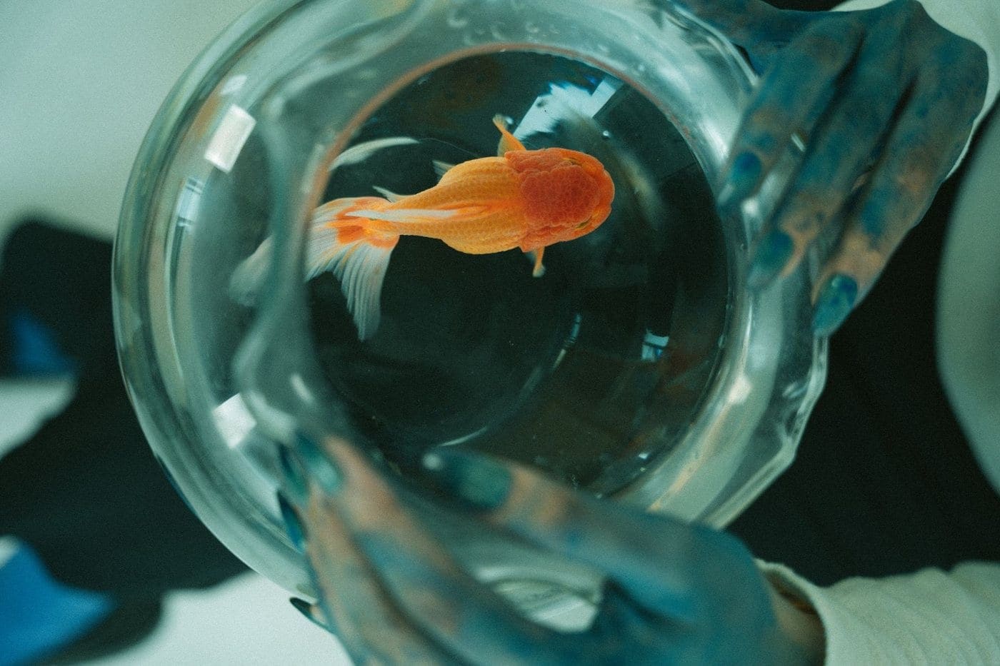 A small orange goldfish swimming in a round glass fishbowl held in a person's hands