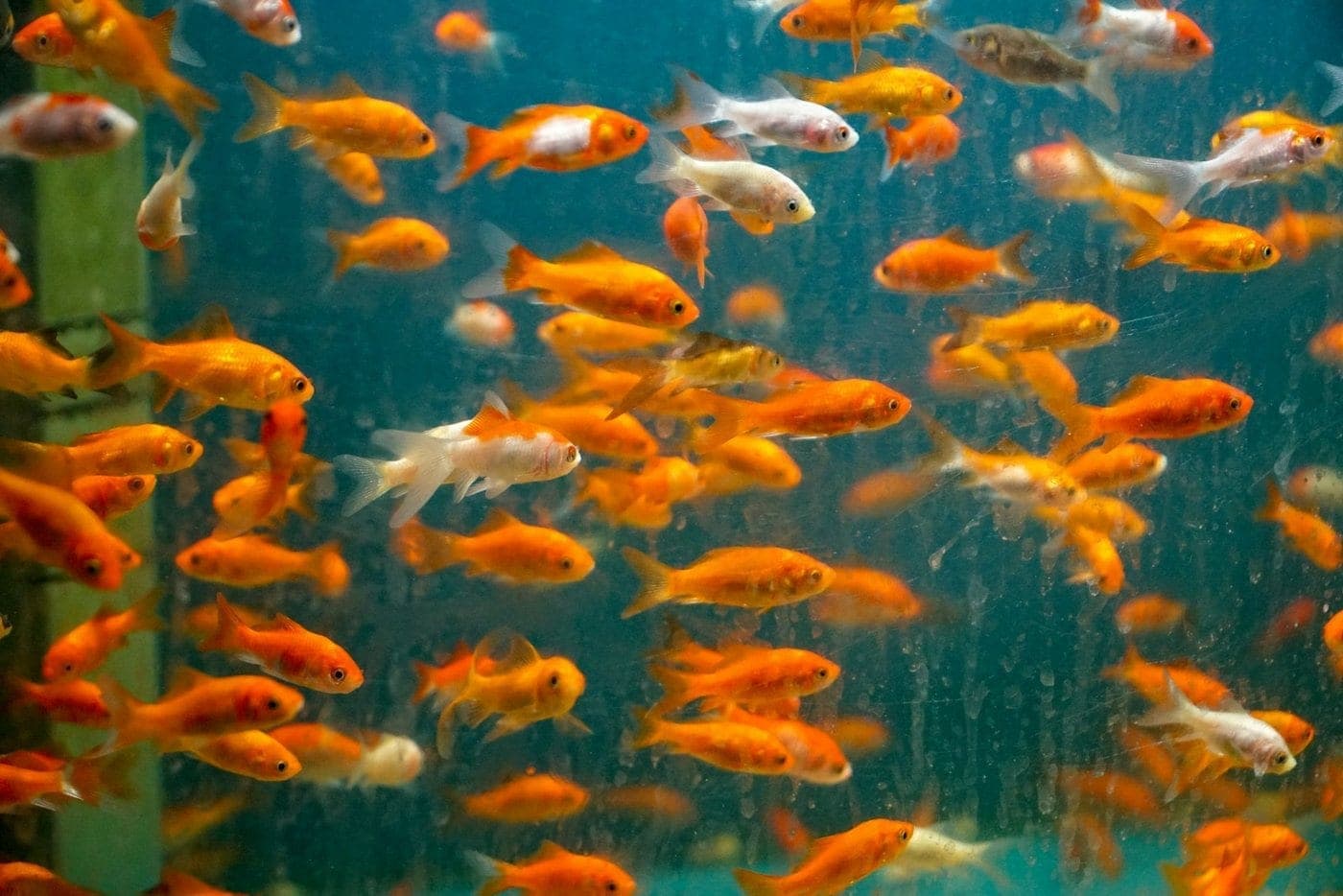 A dense mass of small orange and white goldfish crowded together in a bright retail holding tank