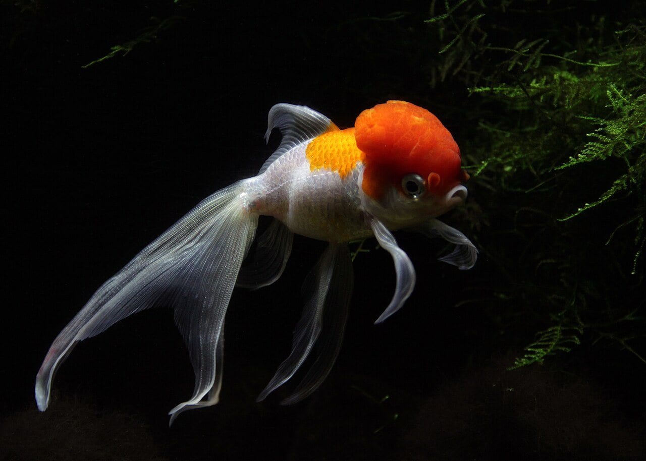 An orange and white lionhead goldfish with a raised head growth and long flowing fins swimming in dark water