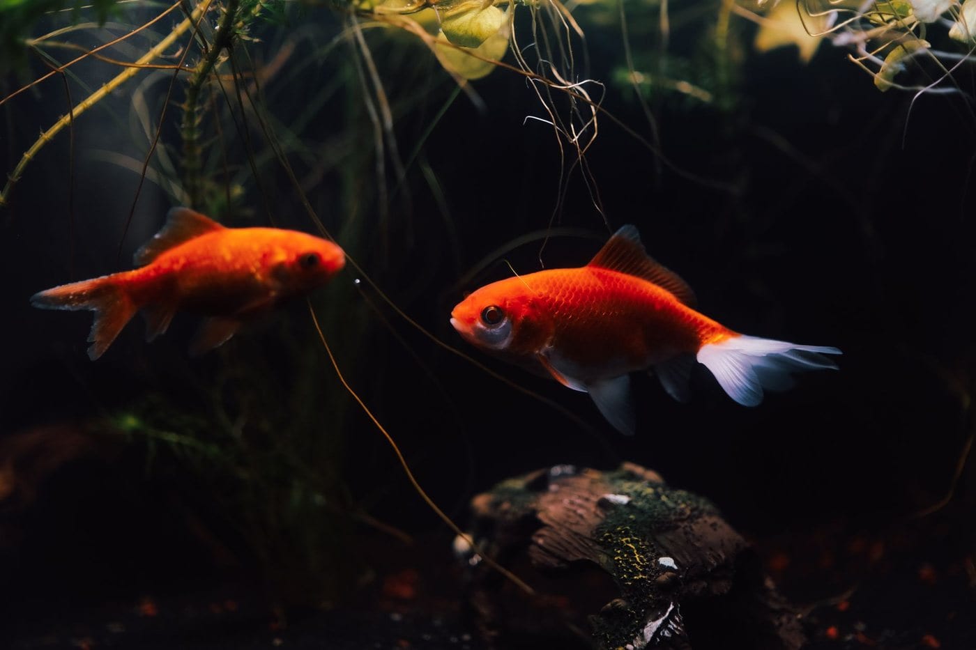 Two orange and white goldfish swimming among green plants and driftwood in a dimly lit planted aquarium