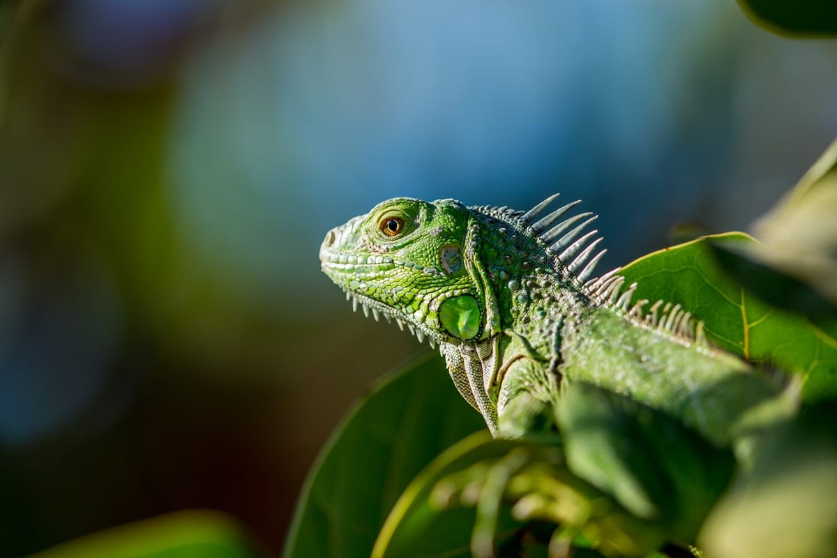 Green iguana portrait in selective focus showing textured scales and alert expression against natural background