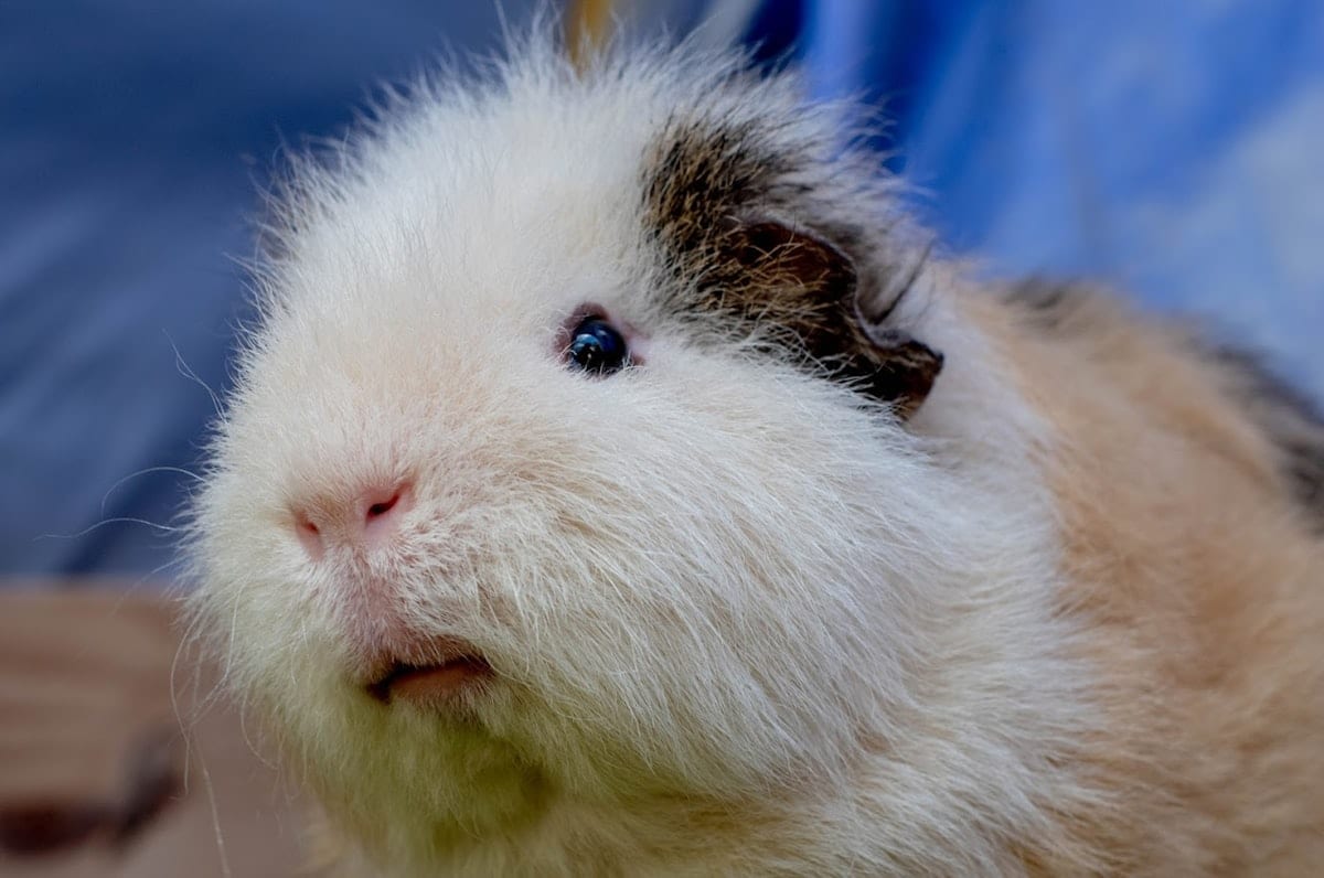 Group of brown and white guinea pigs gathered together
