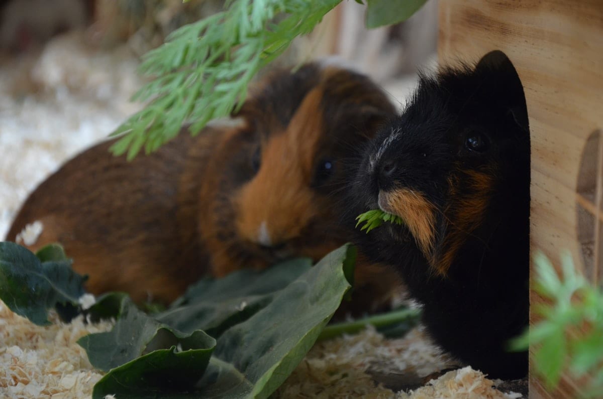 Brown and white guinea pig sitting on pink textile, looking at the camera