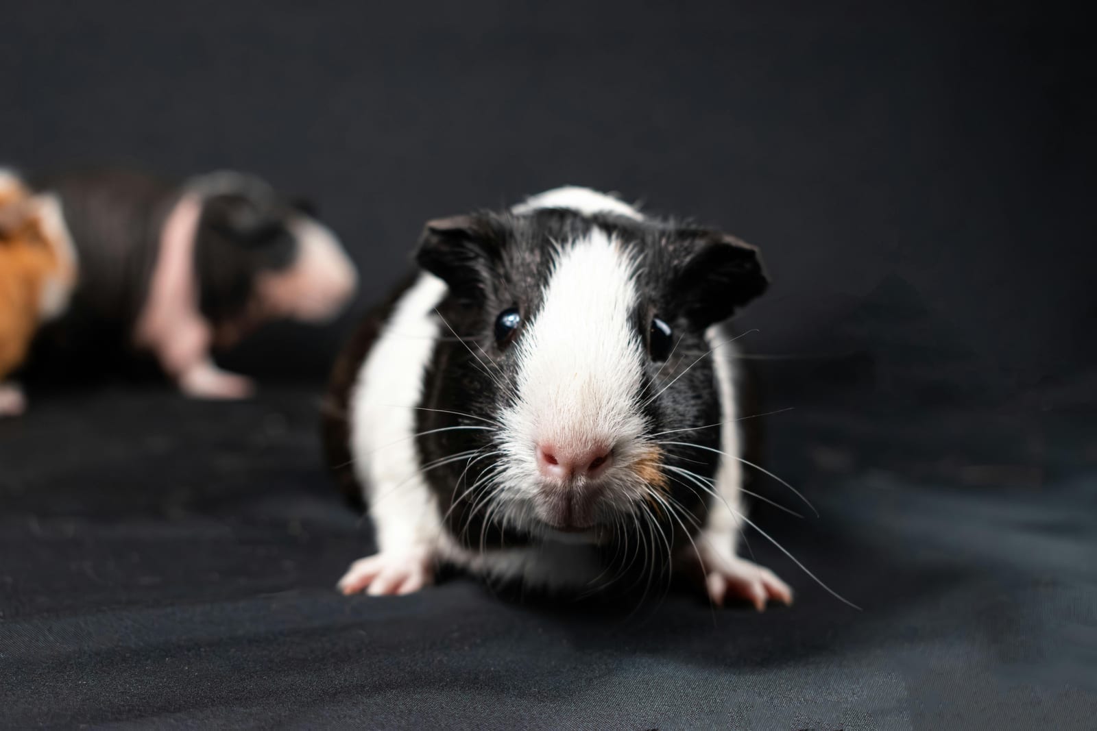 A guinea pig with a rounded body and short fur, sniffing forward