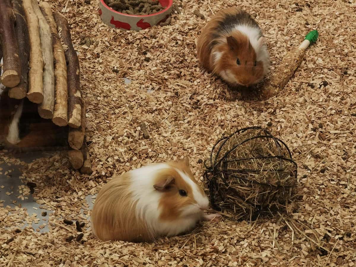 Two guinea pigs side by side, noses pointed forward