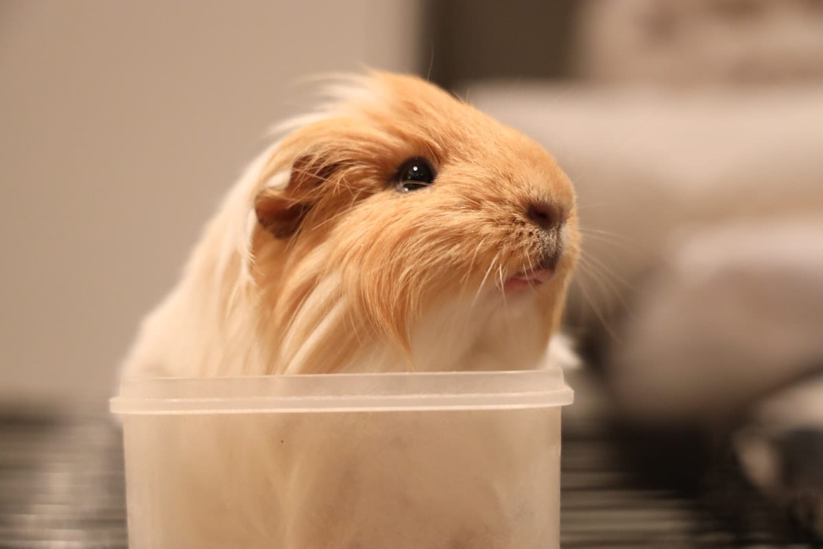 Brown hamster sitting inside a glass cup, looking at the camera