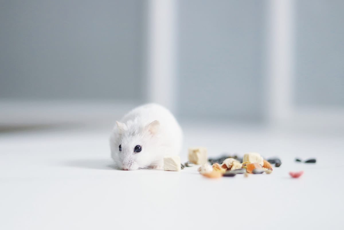 Brown and gray hamster sitting on a surface, alert and in focus