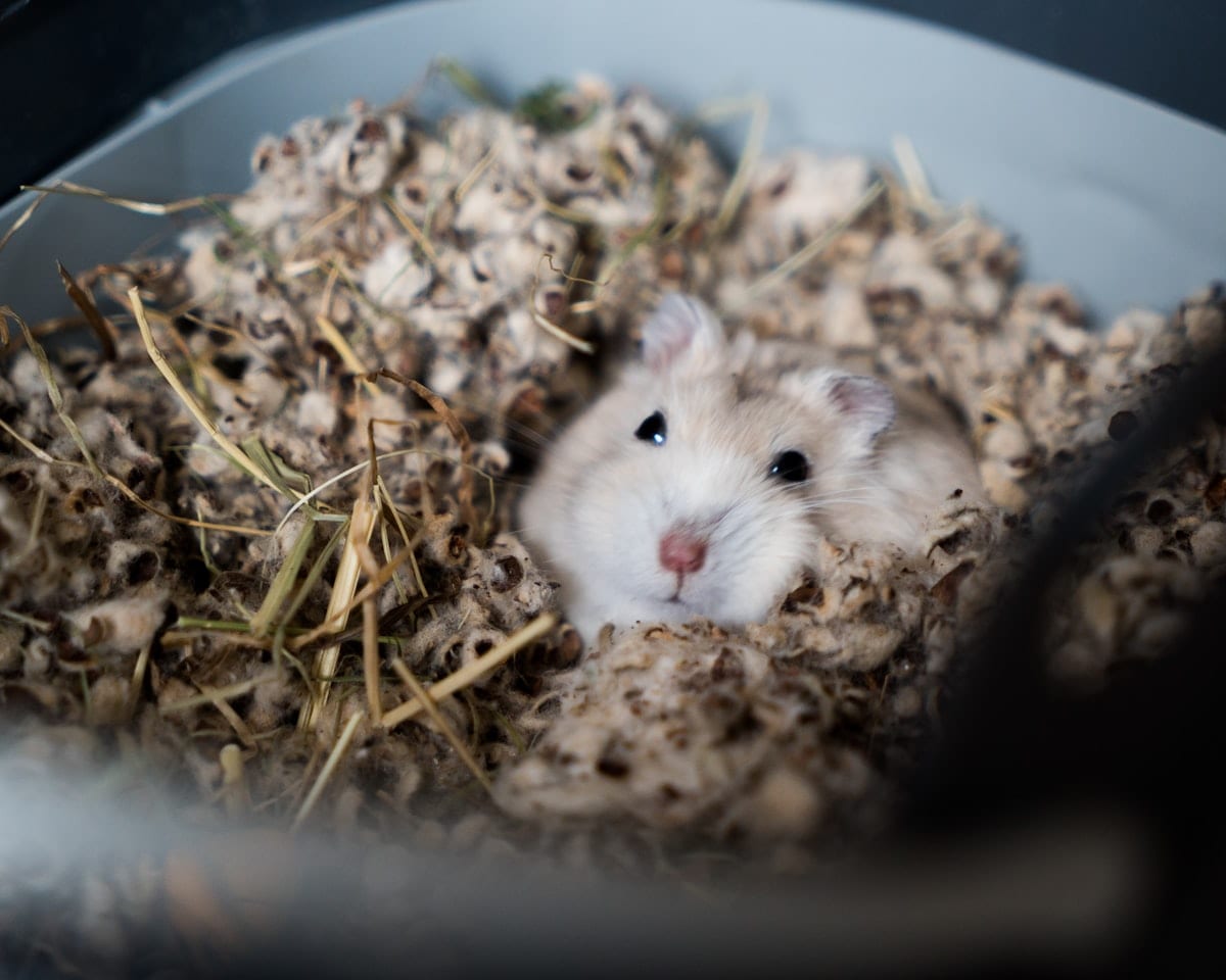 Brown hamster in sharp focus against soft blurred background