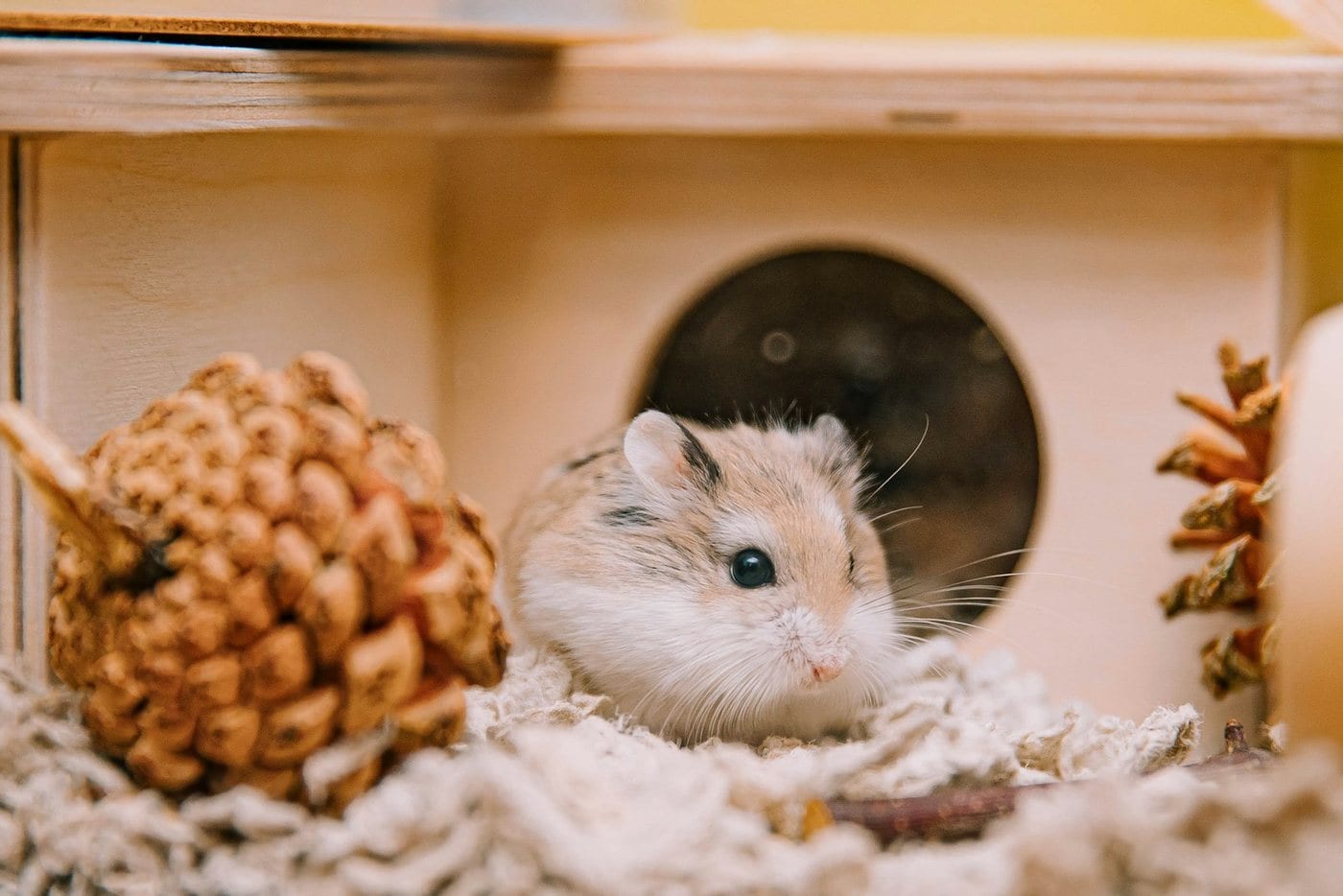 A cream and white hamster sitting in the round doorway of a wooden hide beside a pine cone and shredded paper bedding