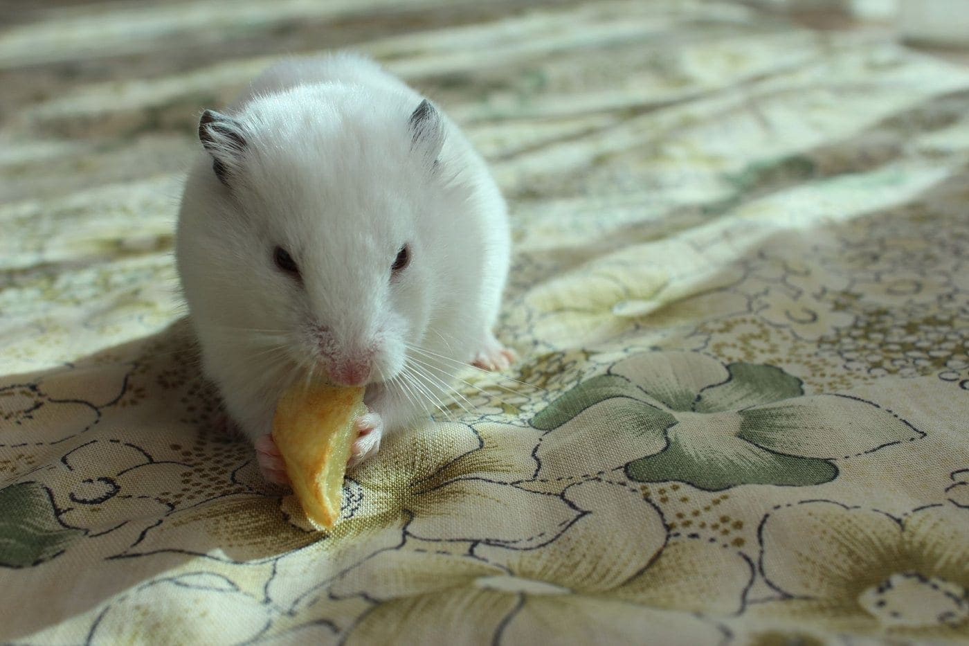 A white hamster holding and eating a small piece of food while sitting on patterned fabric