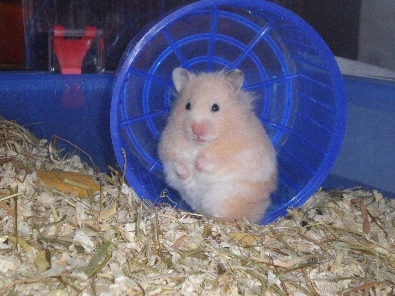 A golden Syrian hamster sitting inside a blue plastic exercise wheel on wood shavings